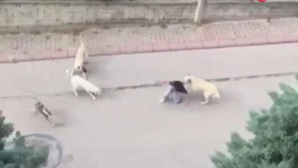 Haymana’da köpekler 13 yaşındaki çocuğu parçaladı