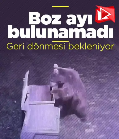 Bursa'da kaçan bozayı hala aranıyor