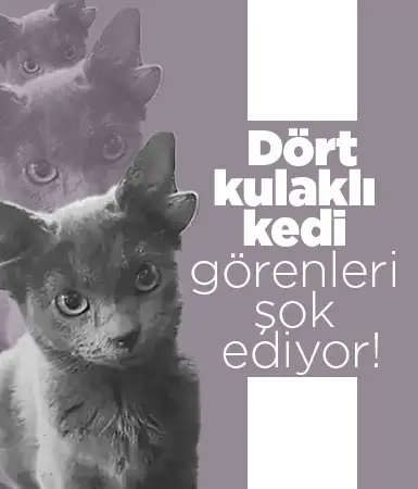 Dört kulaklı kedi görenleri şok ediyor!