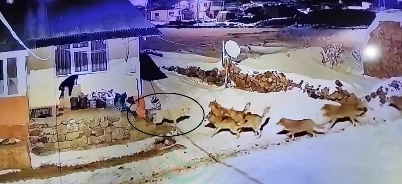 Ardahan'da çoban köpeği, koca kurt sürüsüne karşı koydu