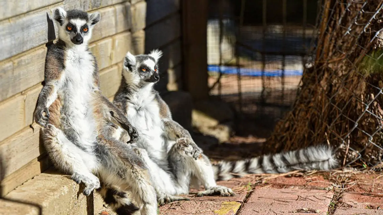 Güneş sevdasıyla tanınan Lemurlar: Günlük rutinleri güneşlenmek!