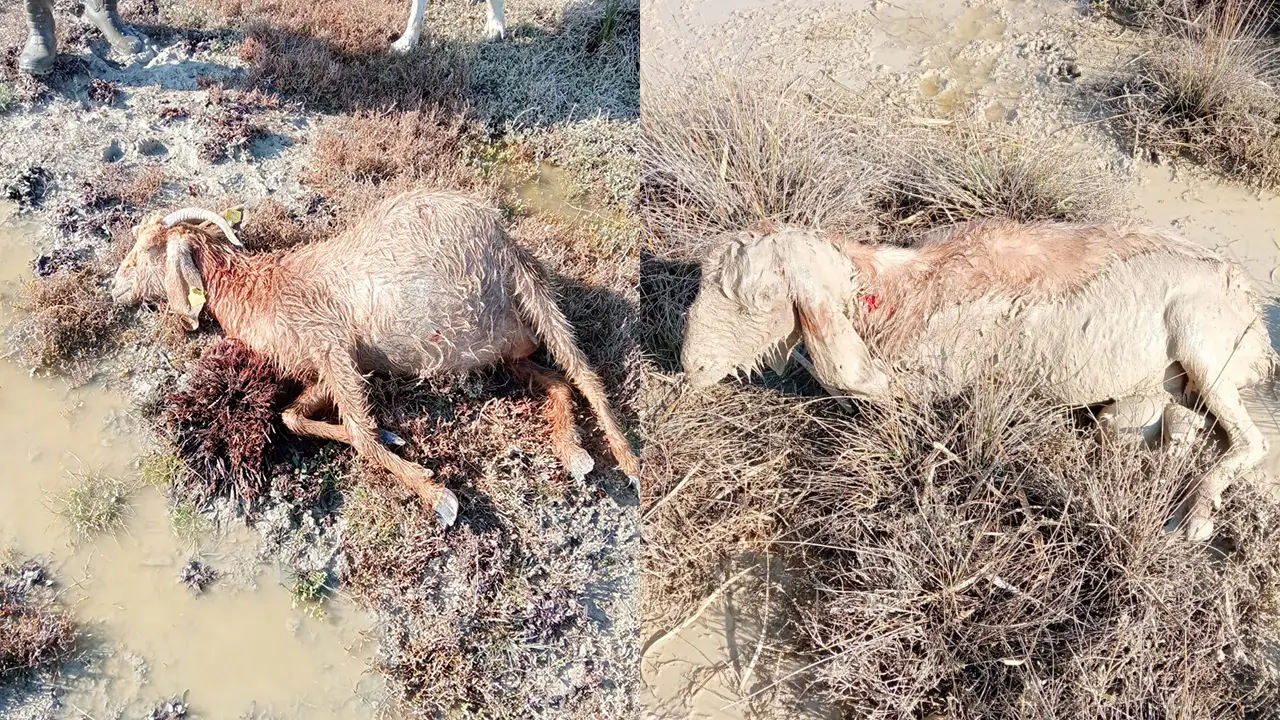 Sokak köpekleri Mersin’de gebe hayvanları telef etti