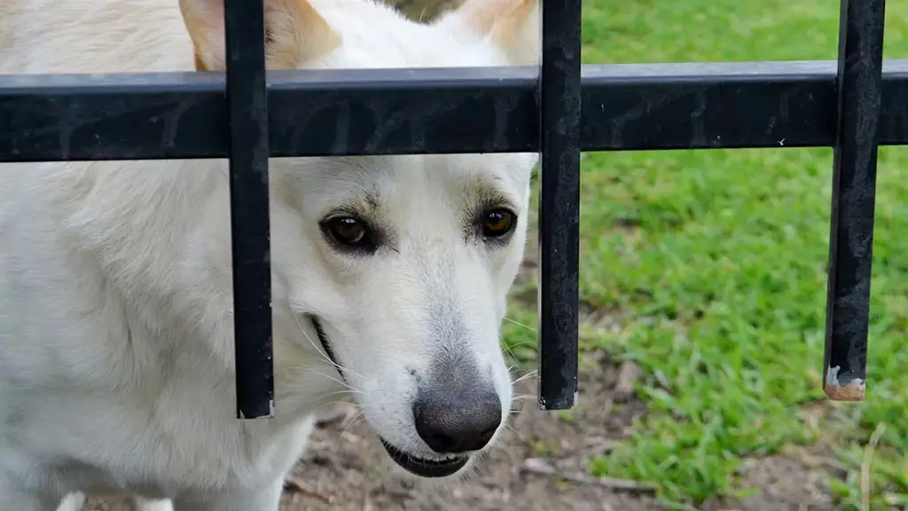 107 köpeği dövüştüren adama rekor ceza!