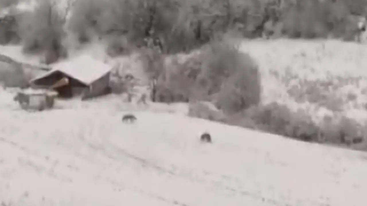 Kastamonu'da aç kalan kurtlar köye indi... O anlar kaydedildi...