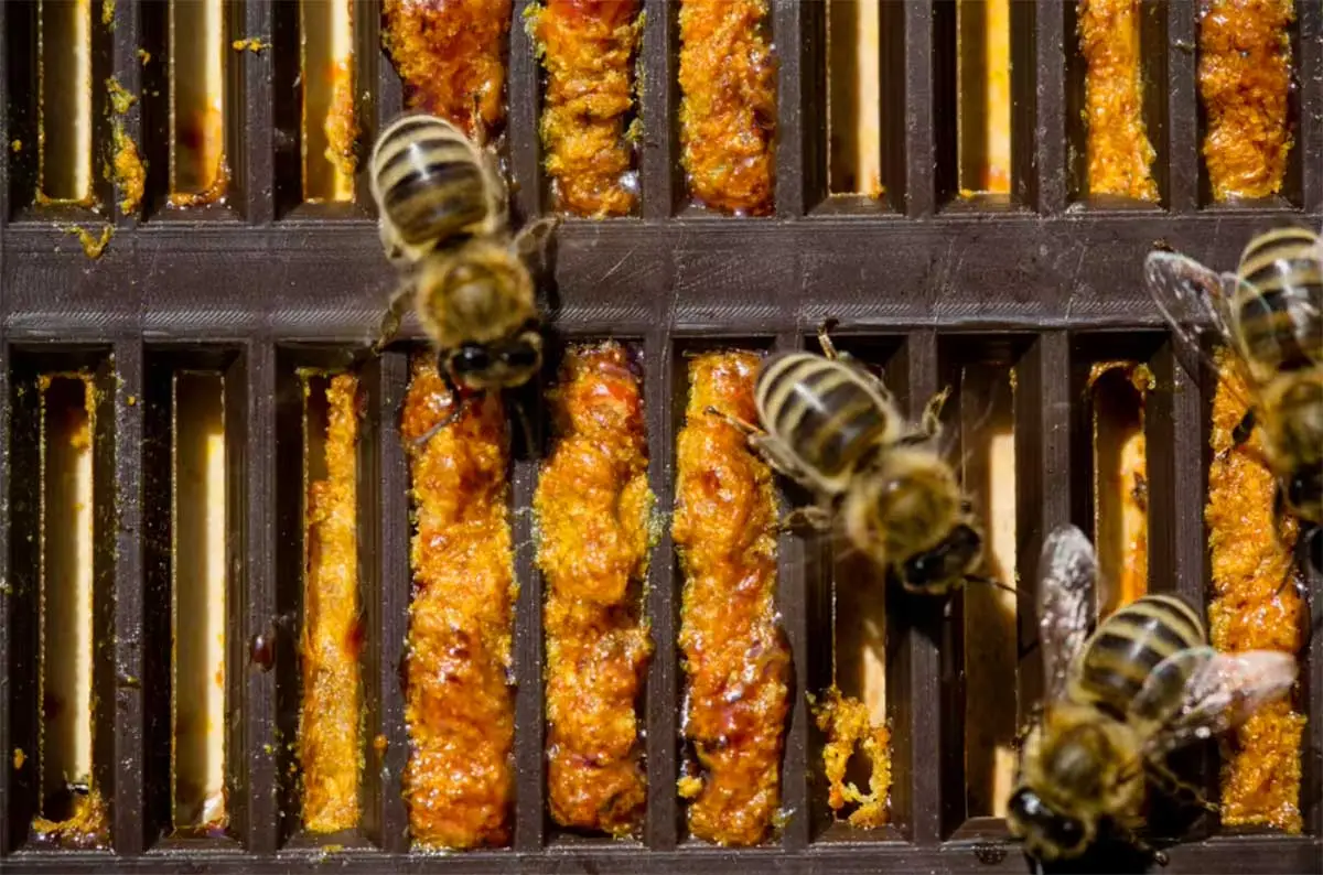 Propolis Nedir, Nasıl Kullanılır?