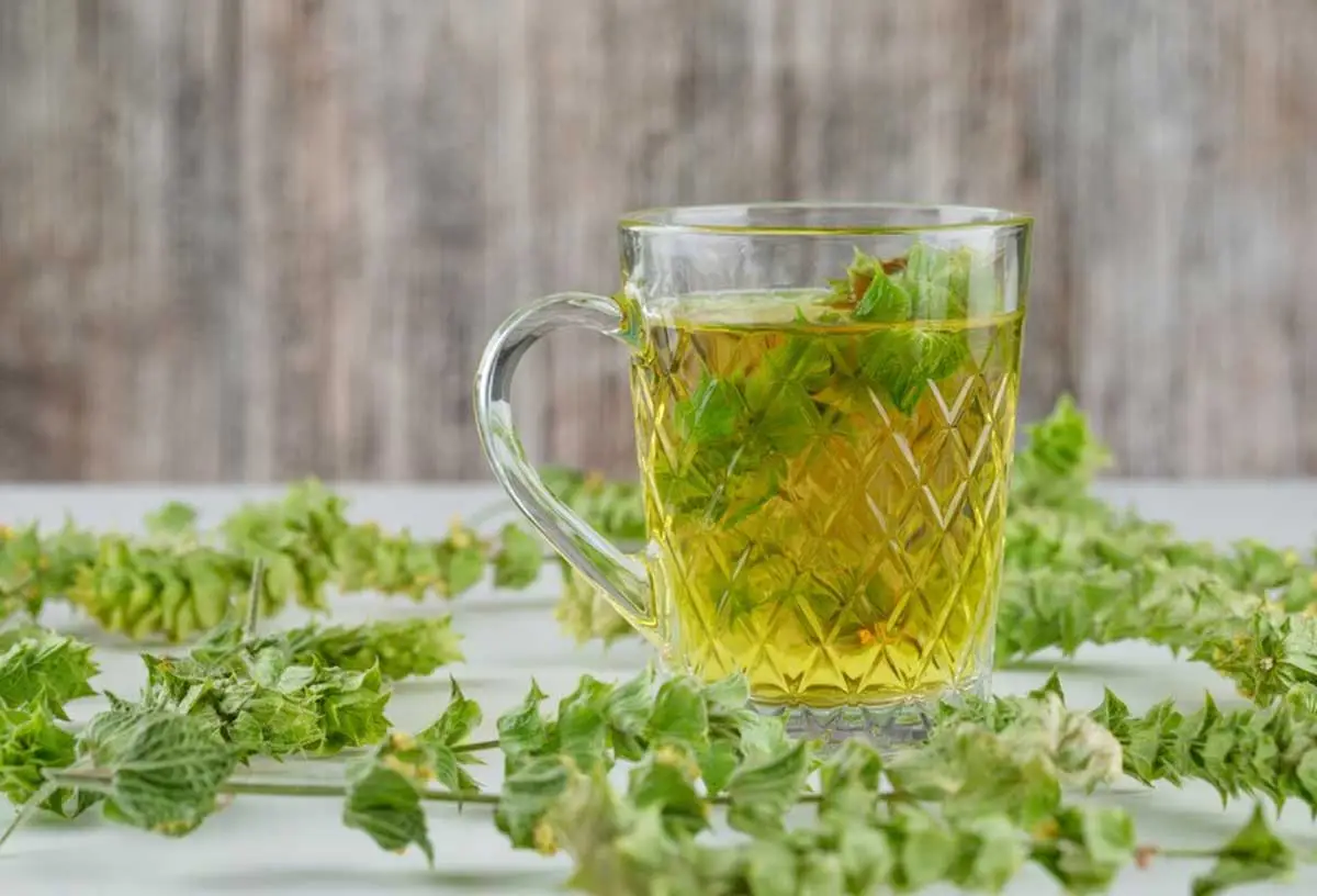 Moringa nedir? Bu bitki gerçekten mucize mi? Moringa tüketmek için 8 neden