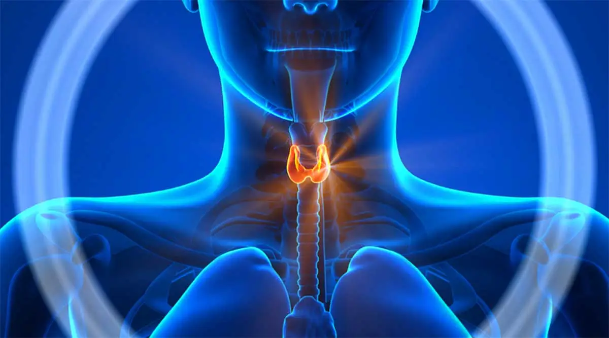 Endokrinoloji Nedir? Endokrinoloji Hangi Hastalıklara Bakar?