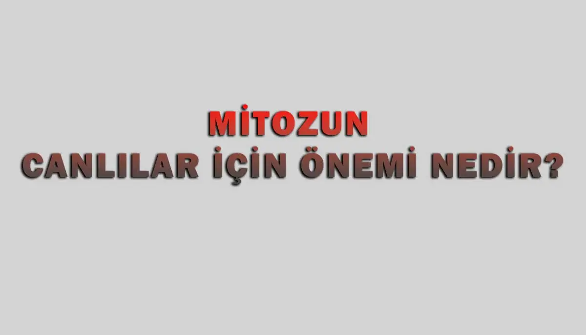 Mitozun Canlılar İçin Önemi Nedir?