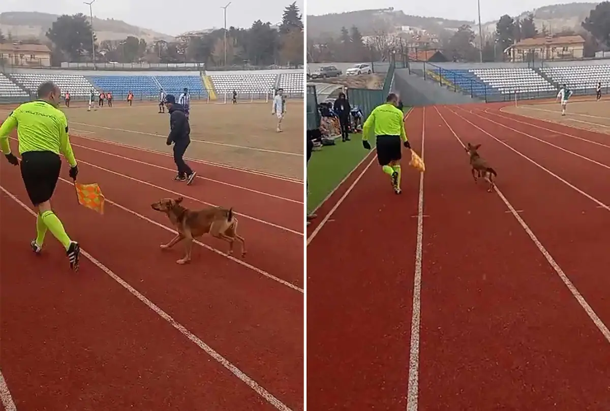 Ankara’da yan hakem, sahaya giren köpeği böyle çıkardı