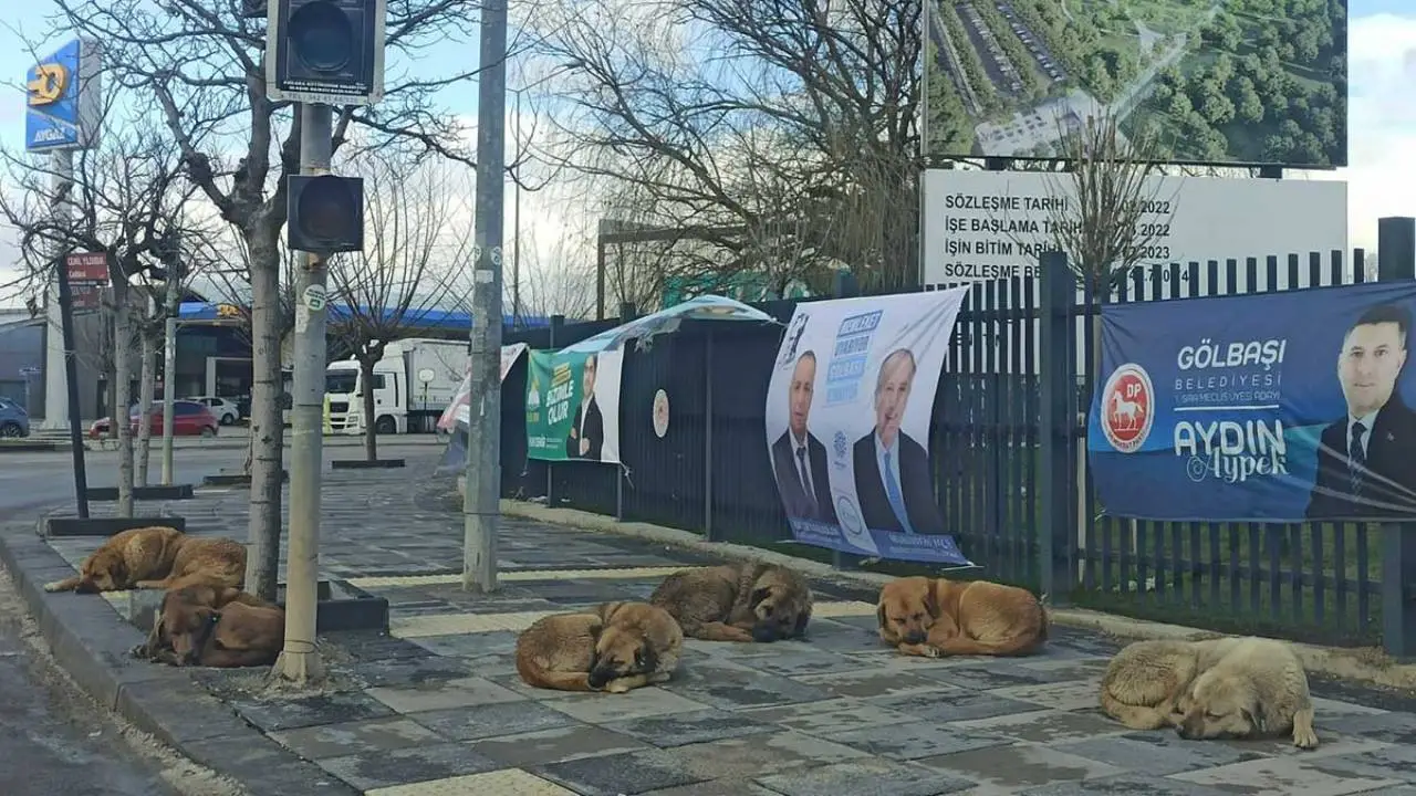 “Sokak köpekleri” davalarının ABB’ye maliyeti 640 bin TL oldu