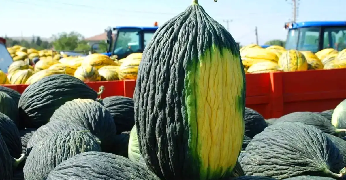 Kışın bile sofrada: Kazan kavunu neden aylarca bozulmadan saklanır?