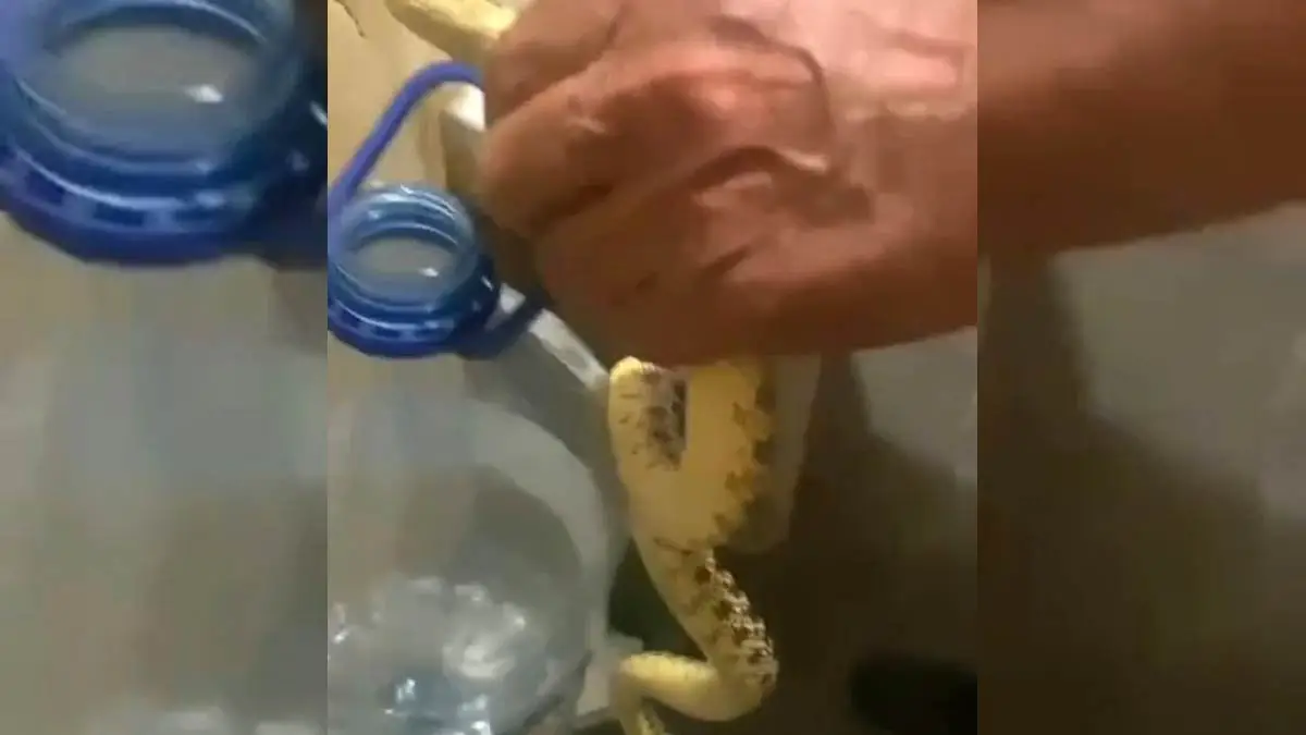 Yerleşim yerine inen yılanlar korkuttu