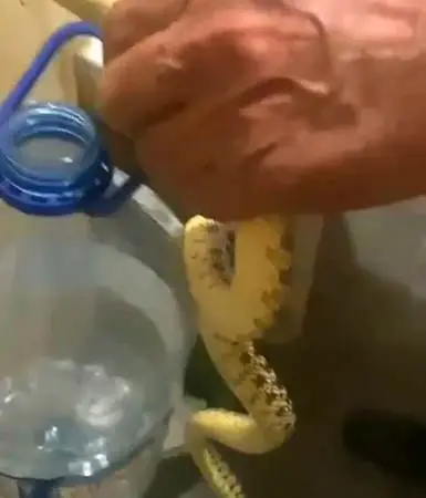 Yerleşim yerine inen yılanlar korkuttu