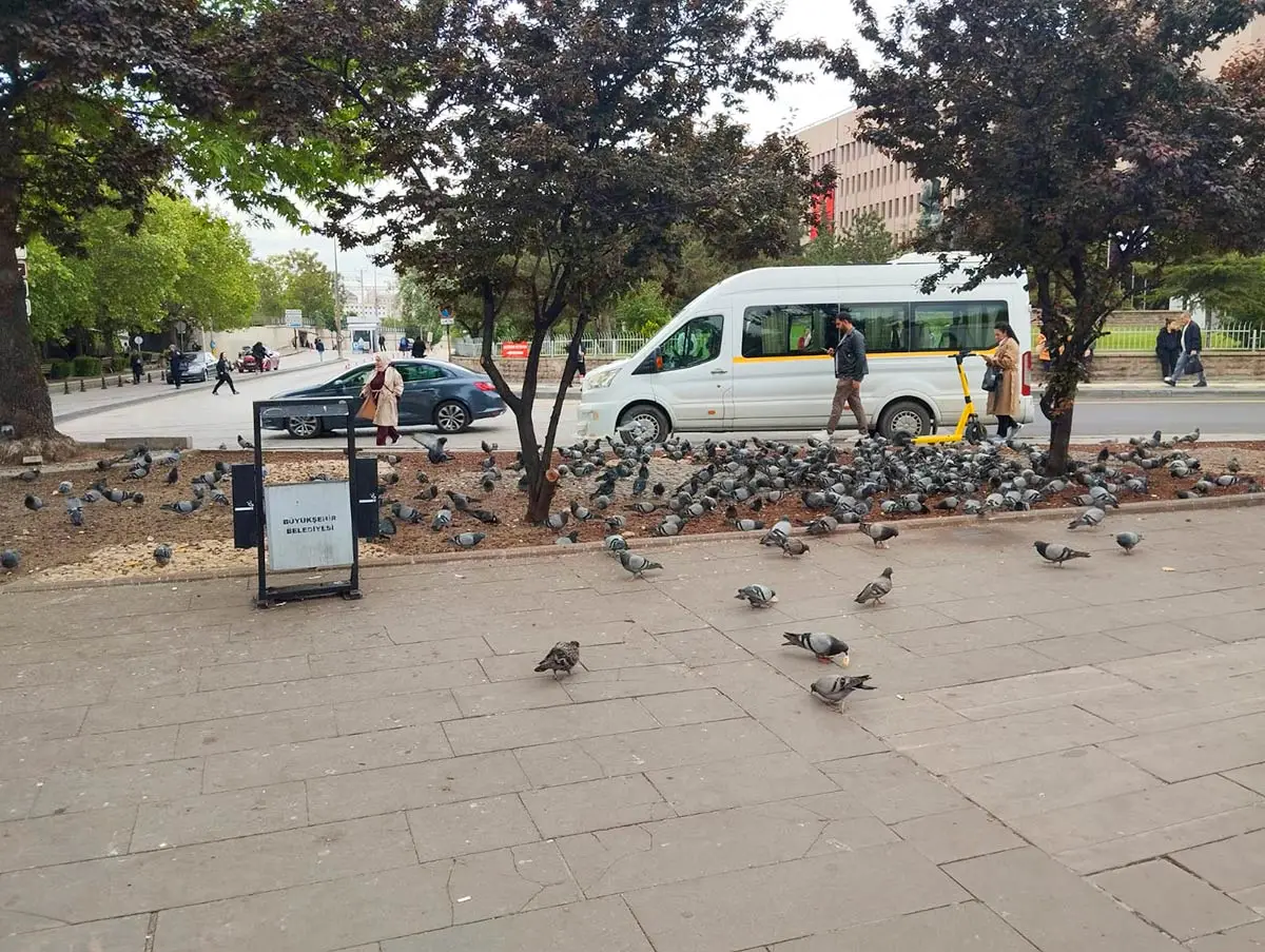 Sıhhiye’de güvercin yoğunluğu duraklarda nefes aldırmıyor