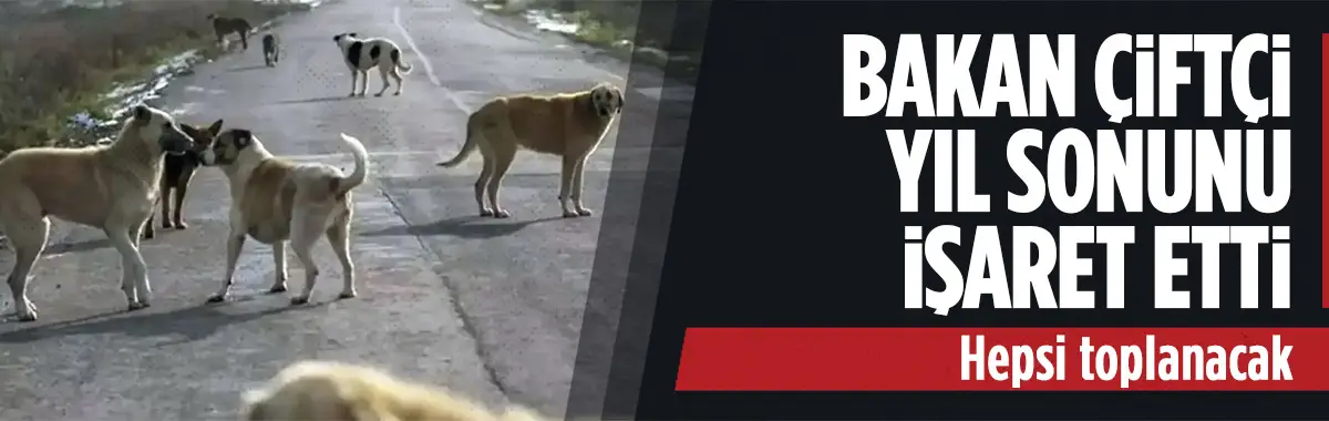 Bakan Çiftçi'den sokak köpekleriyle ilgili dikkat çeken sözler