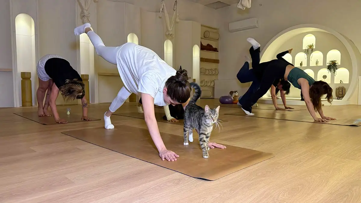 Kadınlardan kedilerle yoga