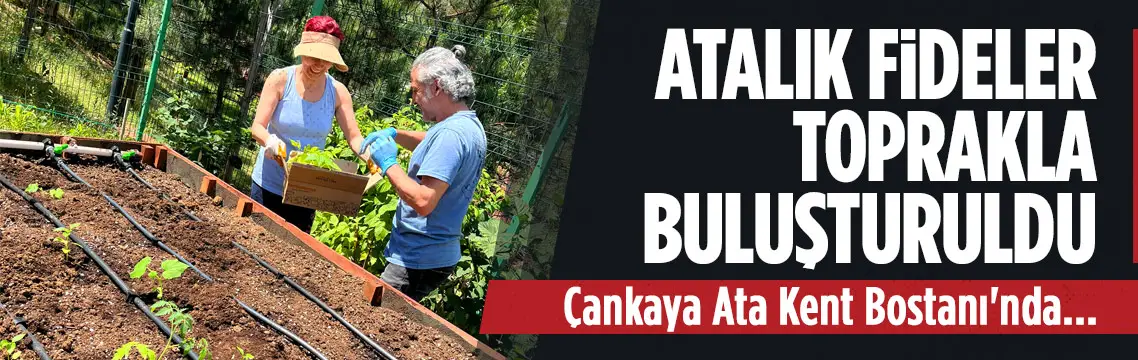 Çankaya Ata Kent Bostanı’nda atalık fideler dikildi