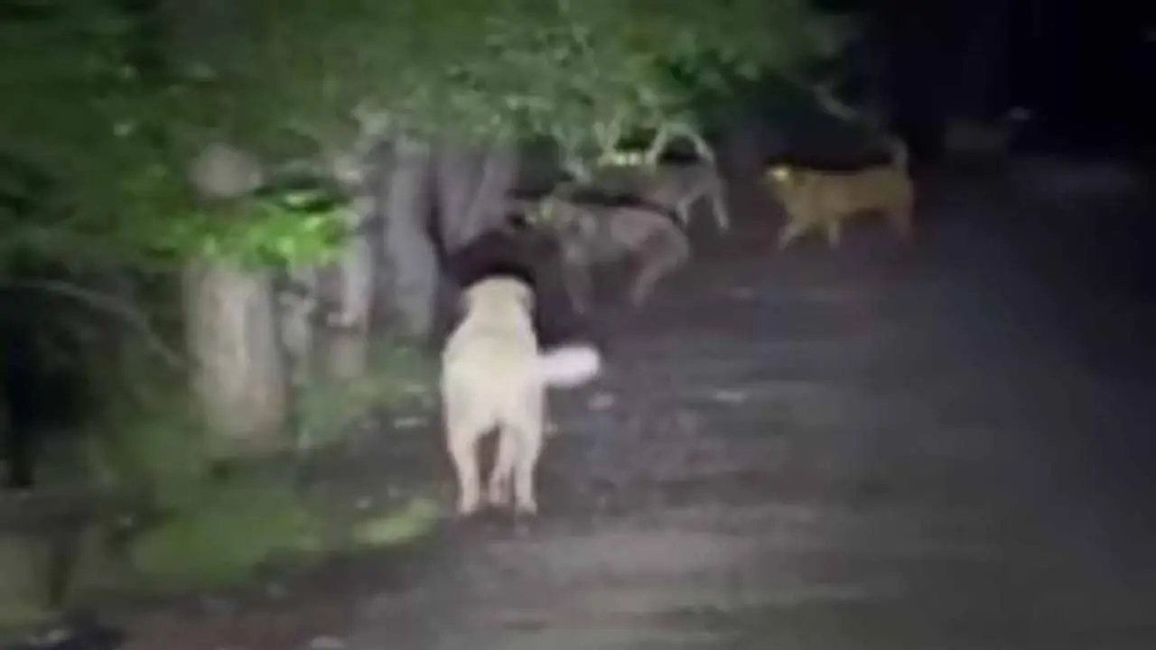 Kızılcahamam'da sokak köpeklerin ayılarla kavgası kaydedildi