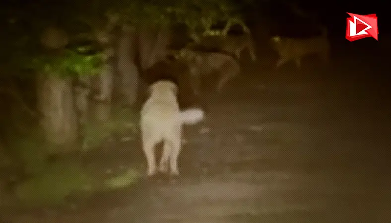 Kızılcahamam'da sokak köpeklerin ayılarla kavgası kaydedildi