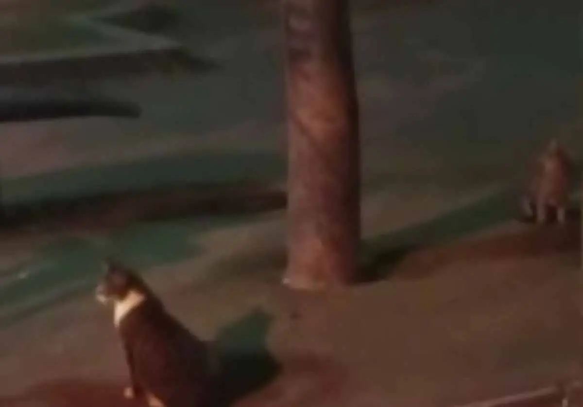 Ankara Sincan'da kedi kovalayan fare
