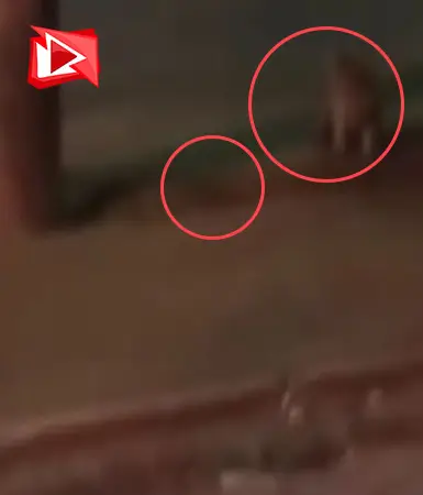 Ankara Sincan'da kedi kovalayan fare