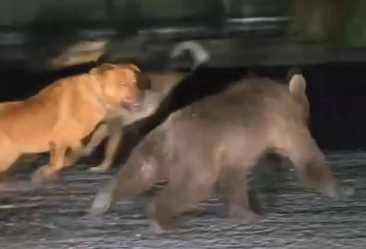Soğuksu'da başıboş köpekler yaban hayatını zorluyor