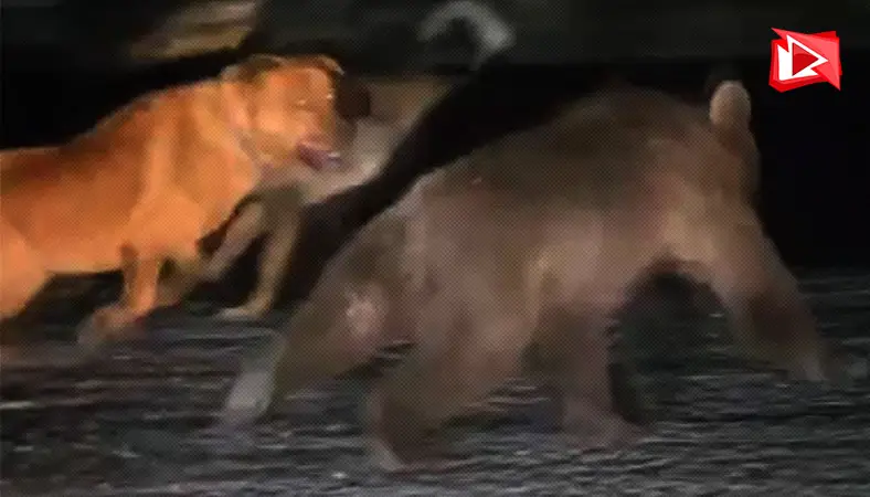 Soğuksu'da başıboş köpekler yaban hayatını zorluyor
