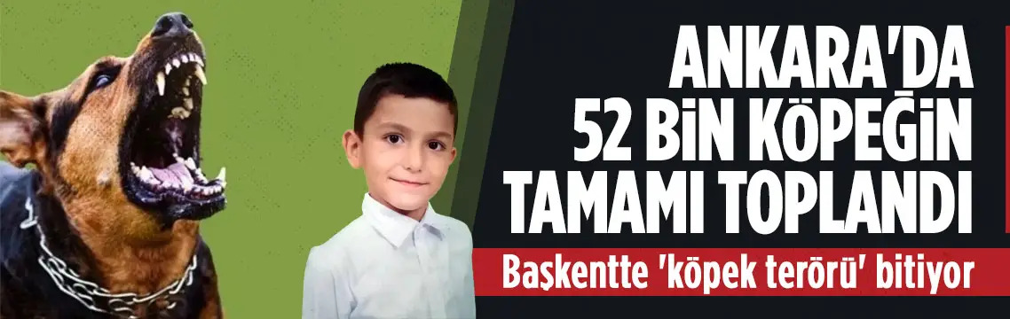 Ankara’da 52 bin sahipsiz sokak köpeğinin tamamı toplandı