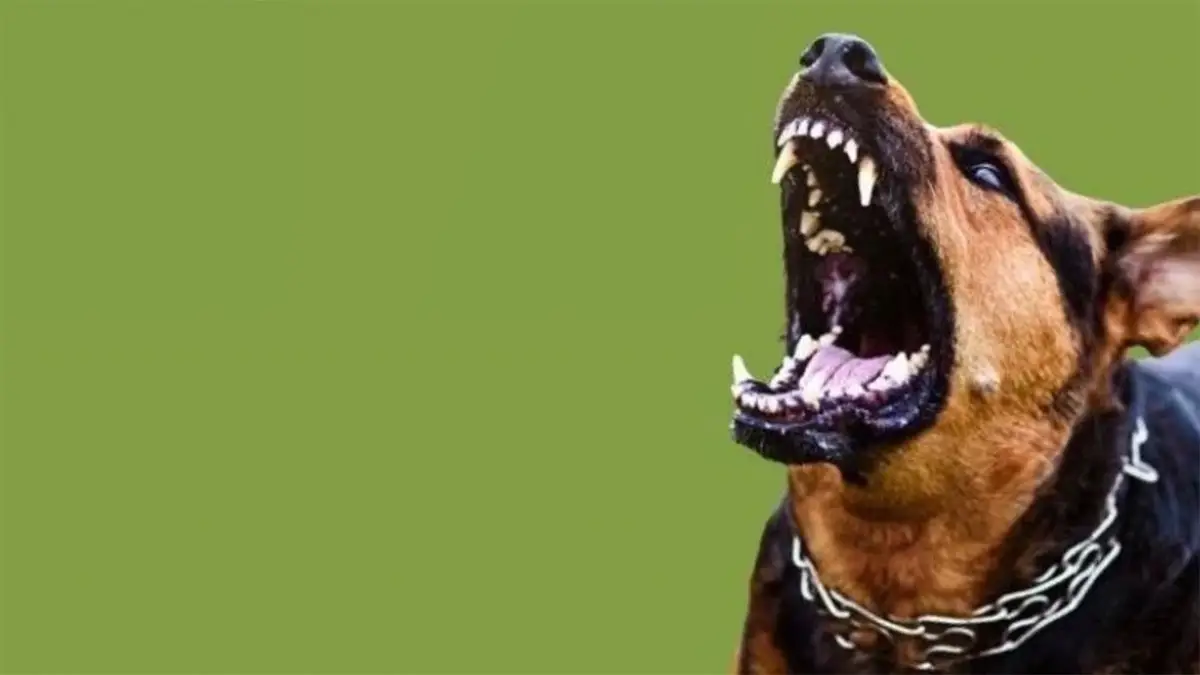 Ankara’da 52 bin sahipsiz sokak köpeğinin tamamı toplandı