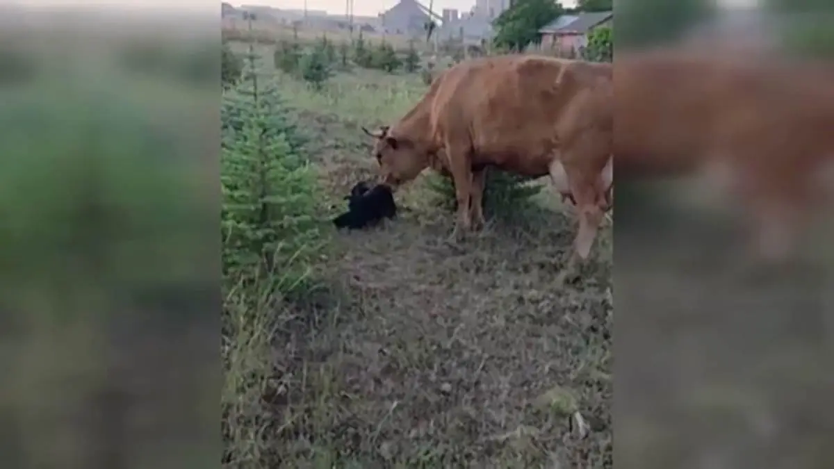 Kaybolan ineğini ararken buzağı buldu