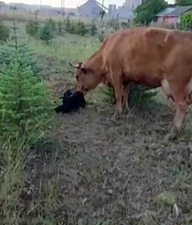 Kaybolan ineğini ararken buzağı buldu