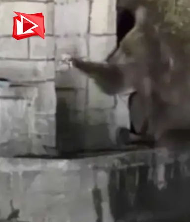 Kızılcahamam'da bir ayının gülümseten anları