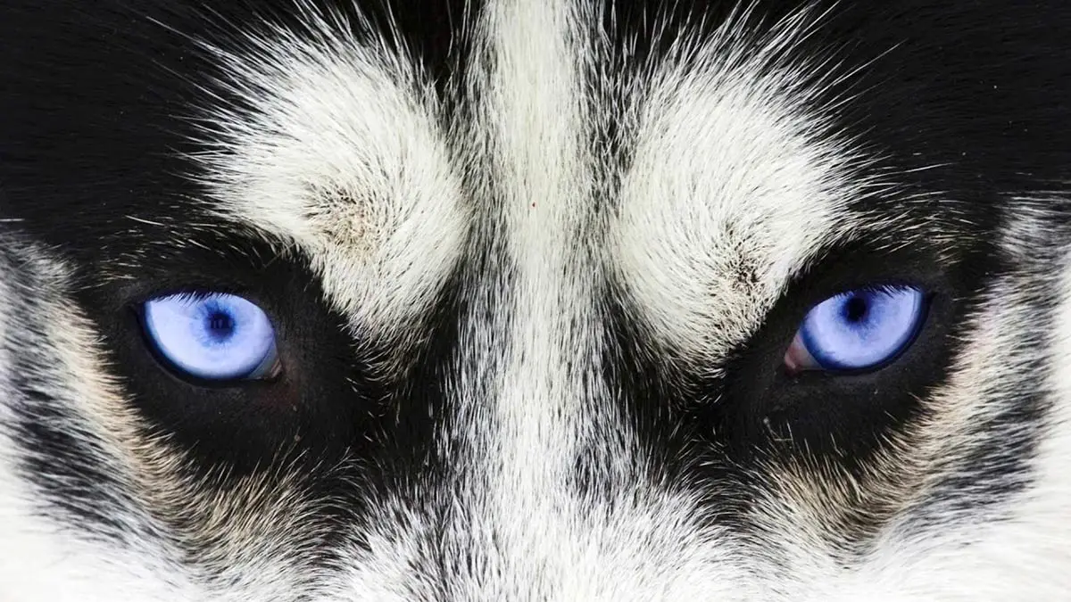 Ezber bozuldu! Köpeklerin gözünden dünya böyle görünüyormuş