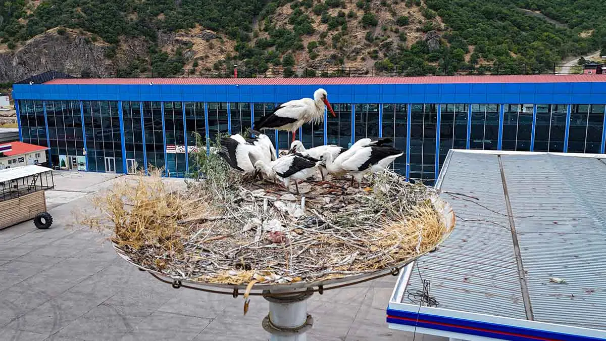 Leyleklerde göç hazırlığı başladı