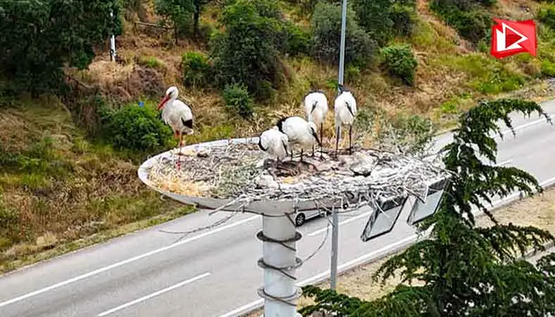Leyleklerde göç hazırlığı başladı