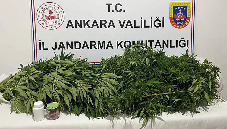Ankara Haymana’da narkotik operasyonu: Kenevir ele geçirildi