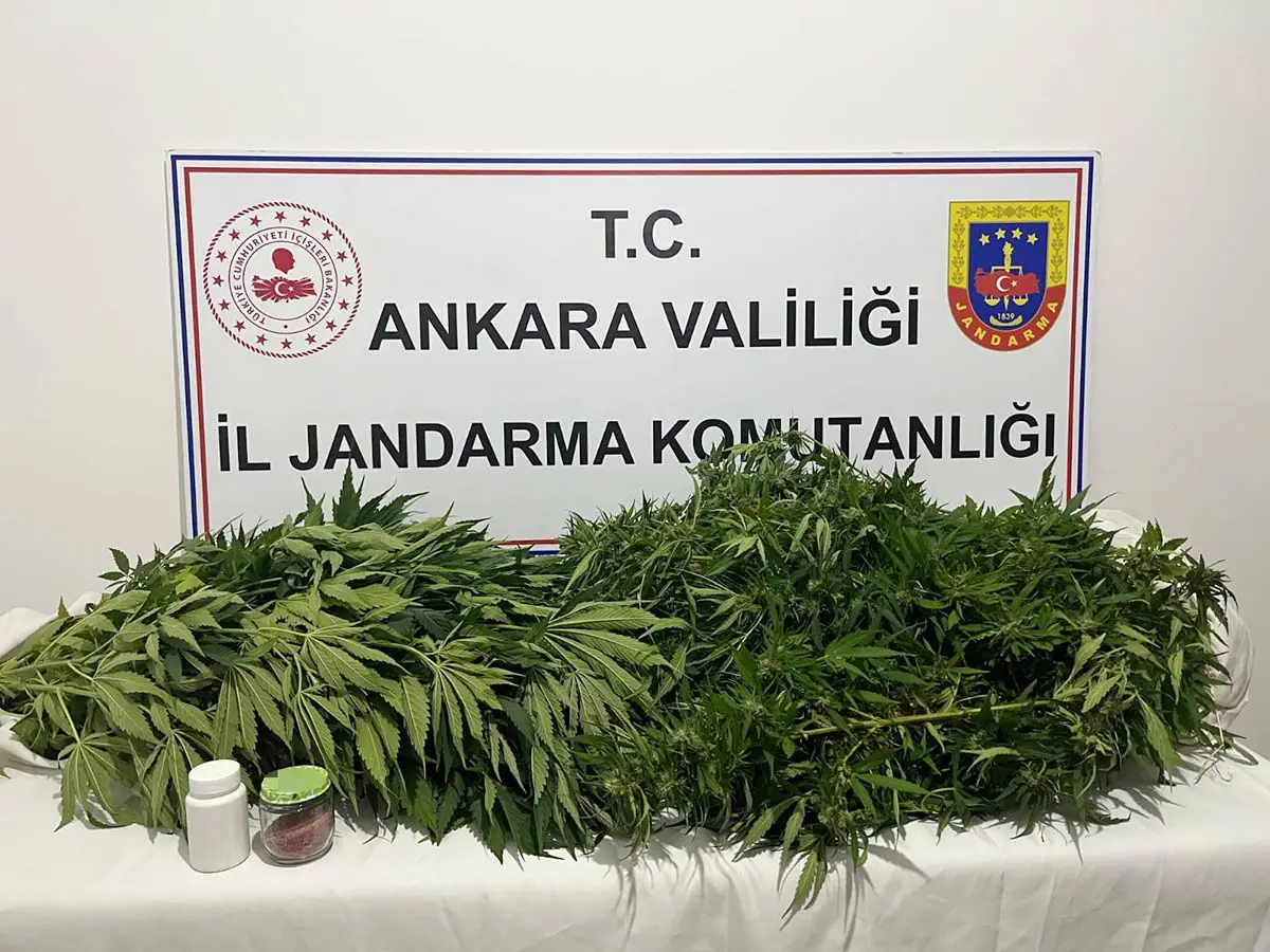 Ankara Haymana’da narkotik operasyonu: Kenevir ele geçirildi