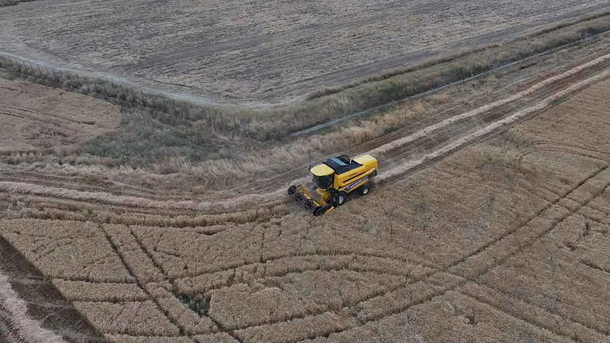 Hasat sezonu Sincan'da da başladı