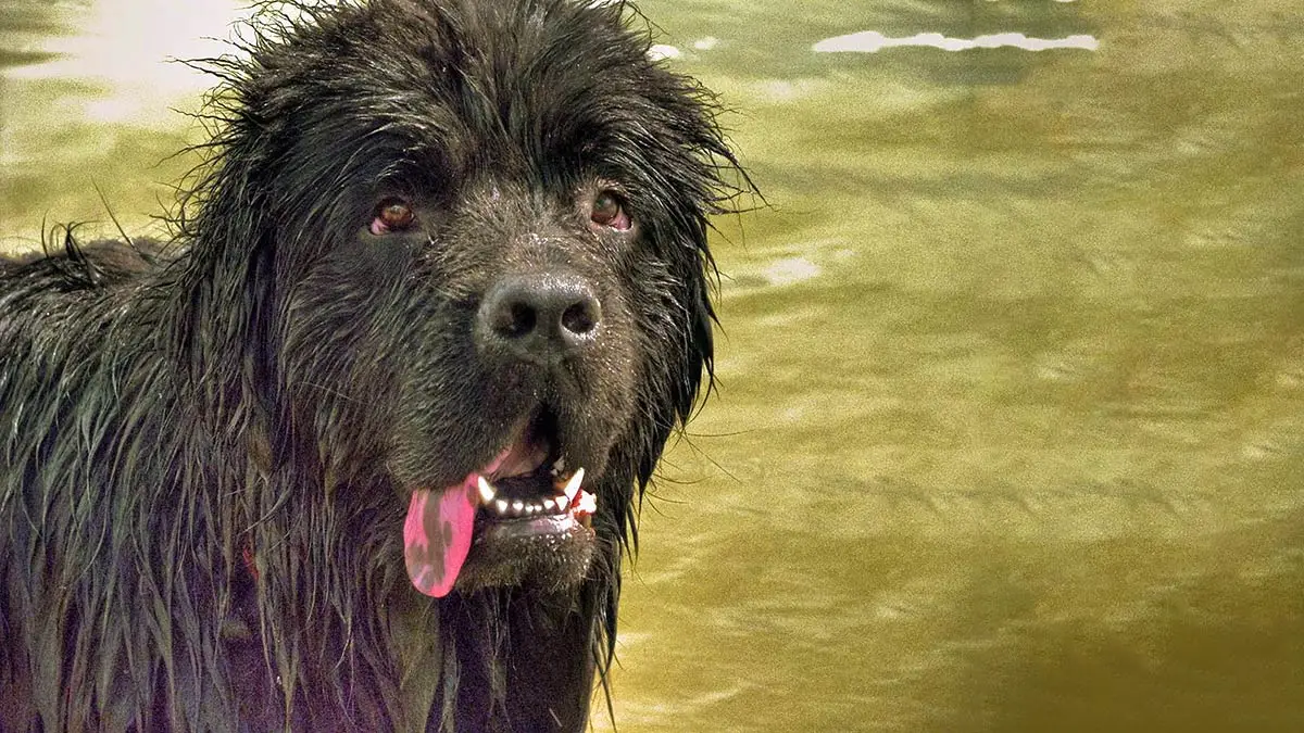 Suya bayılan köpek ırkları: En iyi 5 yüzücü