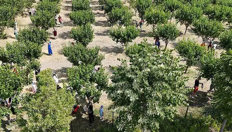 Başkentliler dalından meyve topladı