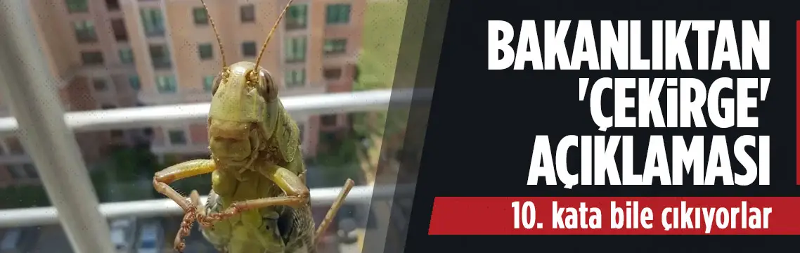 Bakanlıktan çekirge istilası açıklaması: Tehdit yok