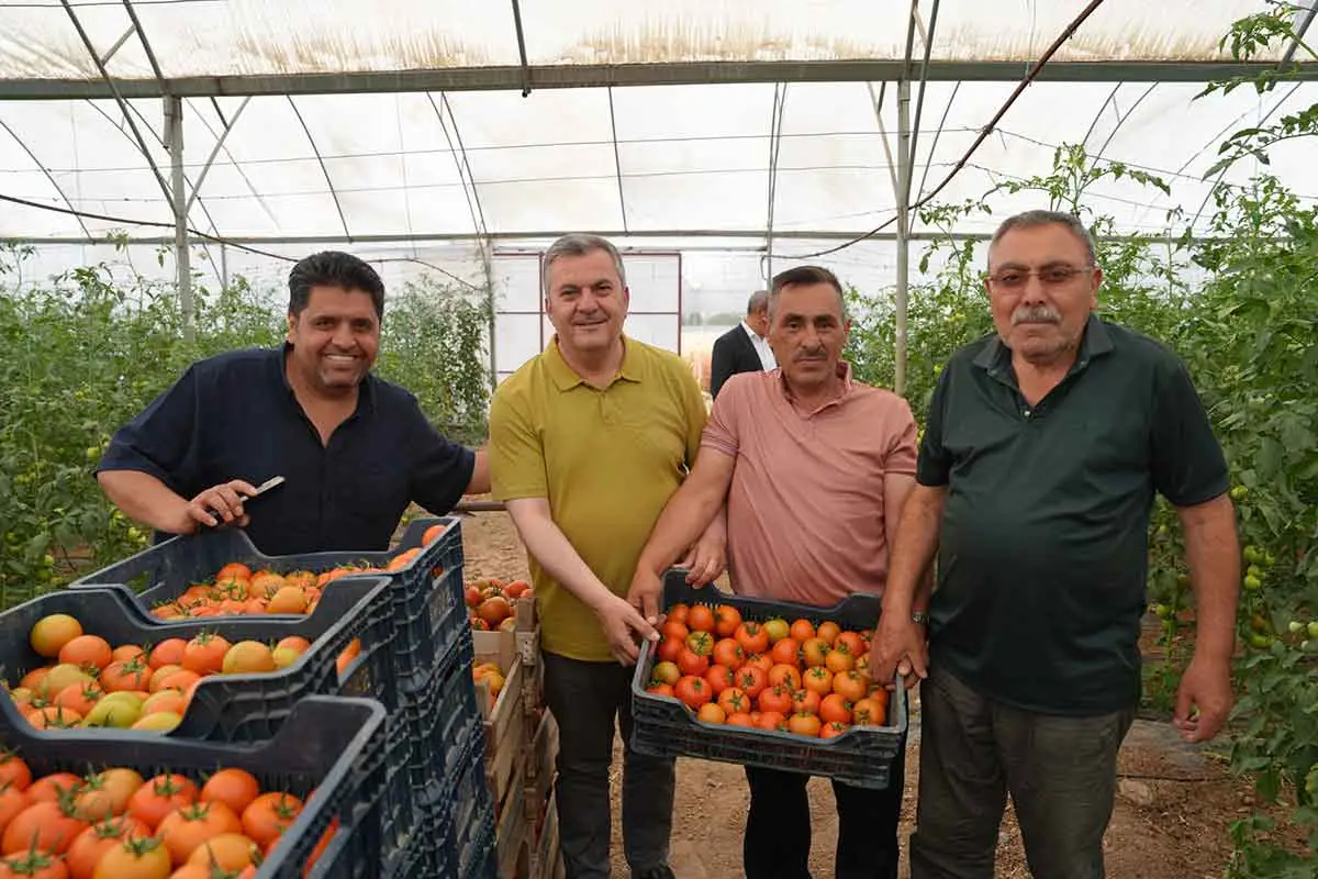 Çubuk domatesinde ilk hasat yapıldı