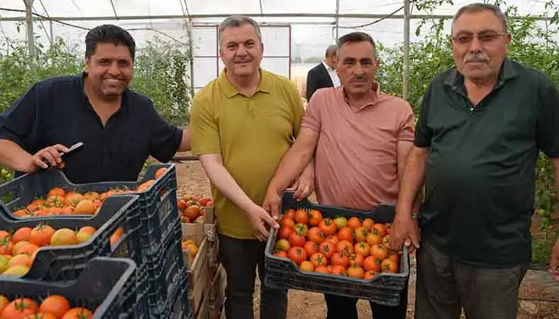 Çubuk domatesinde ilk hasat yapıldı