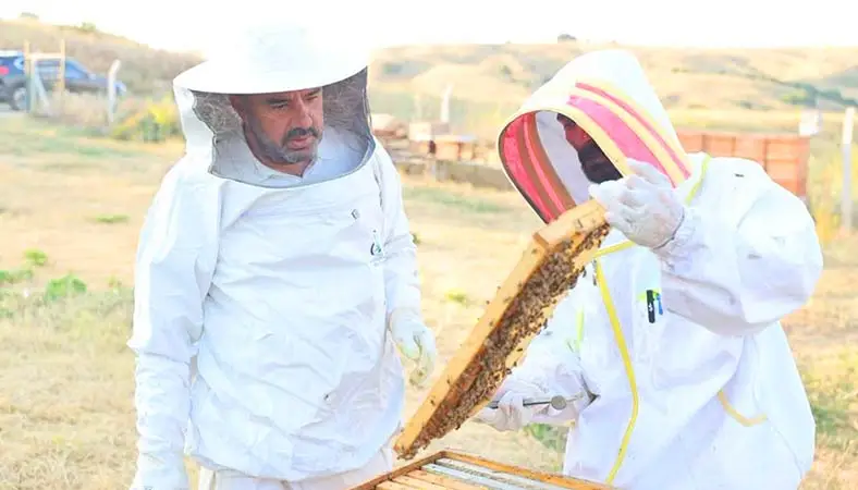 Pursaklar Abadan Bal Ormanı’nda bal hasadı başladı