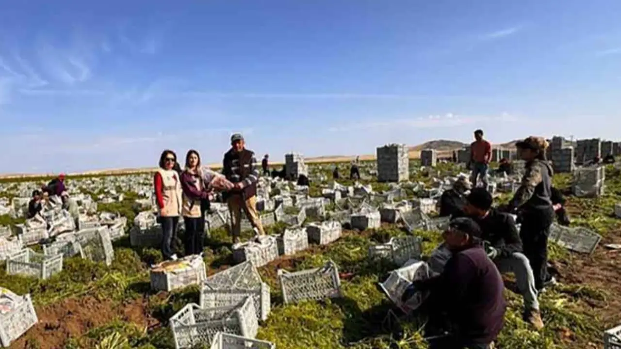 Ankara'da tarımsal üretim çalışmaları devam ediyor