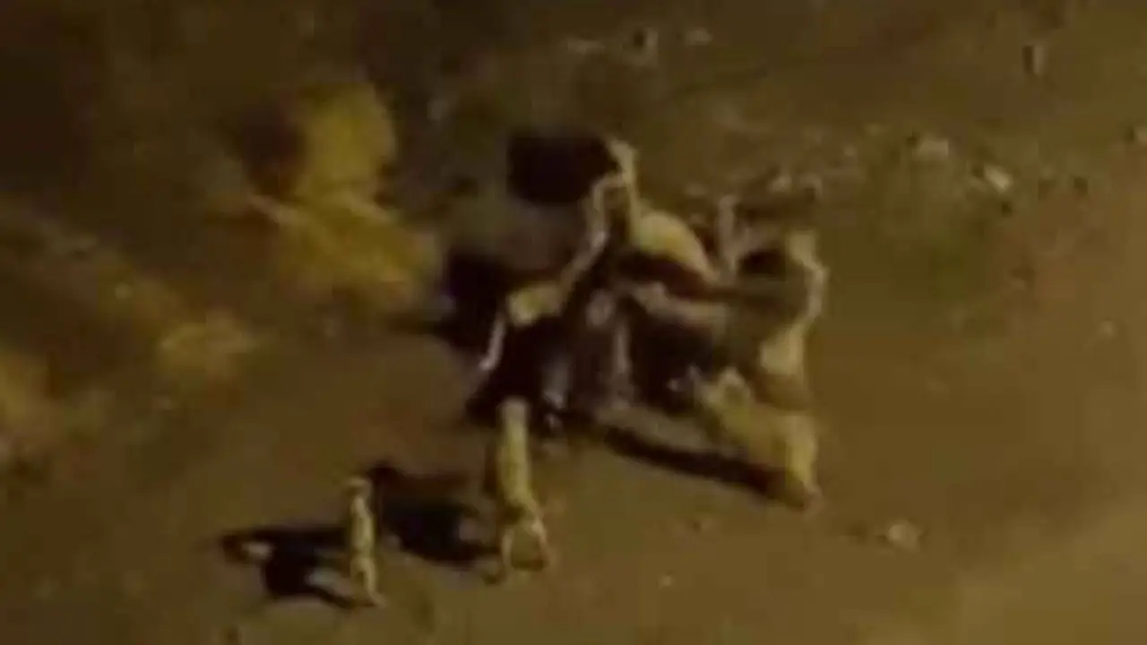 Ankara'nın başıboş köpek sorunu devam ediyor