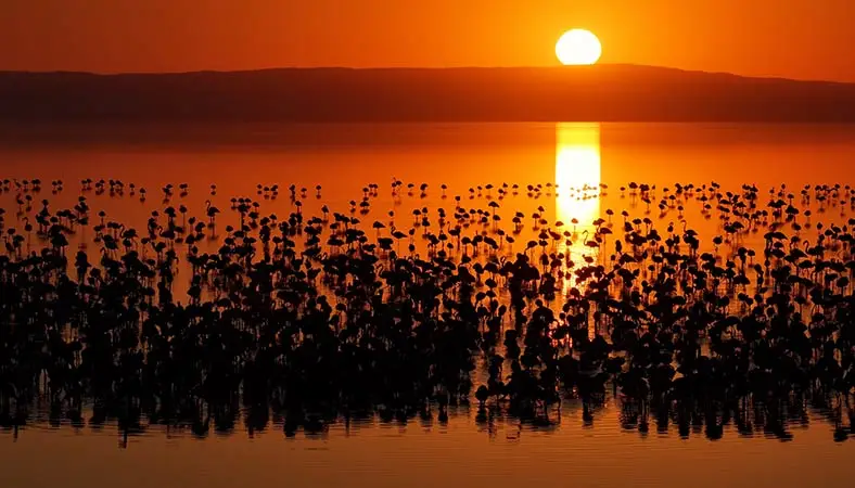 Tuz Gölü’nde son 5 yılın en çok flamingo yavrusu