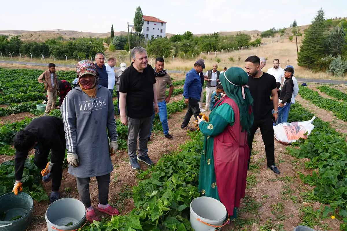 Çubuk'ta “Yeşil Altın” hasadı başladı