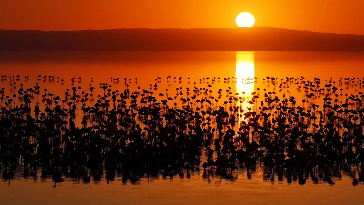 Tuz Gölü’nde son 5 senenin en çok flamingo yavrusu